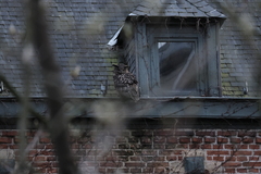 Bubo bubo