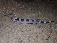 Hemidactylus coalescens