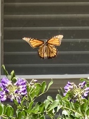 Danaus plexippus