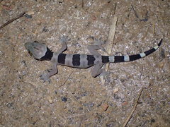 Hemidactylus coalescens