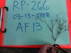 Eriogonum viridescens