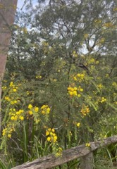 Acacia simsii
