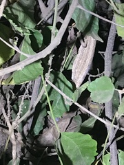 Rieppeleon kerstenii