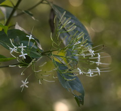 Pavetta hongkongensis