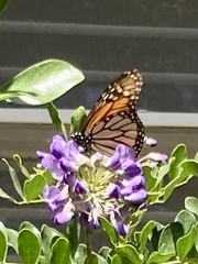 Danaus plexippus
