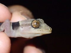 Hemidactylus coalescens