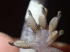 Hemidactylus coalescens