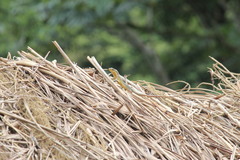 Trachylepis maculilabris