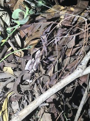 Rieppeleon kerstenii