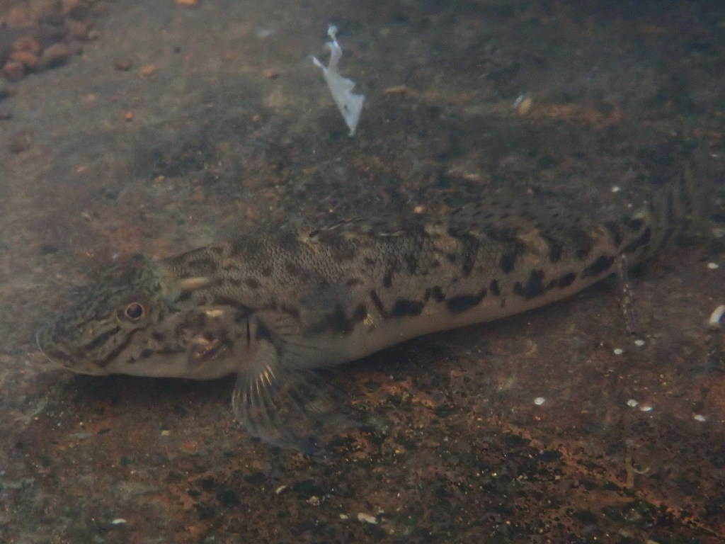 Brown Goby