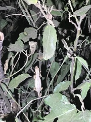 Rieppeleon kerstenii