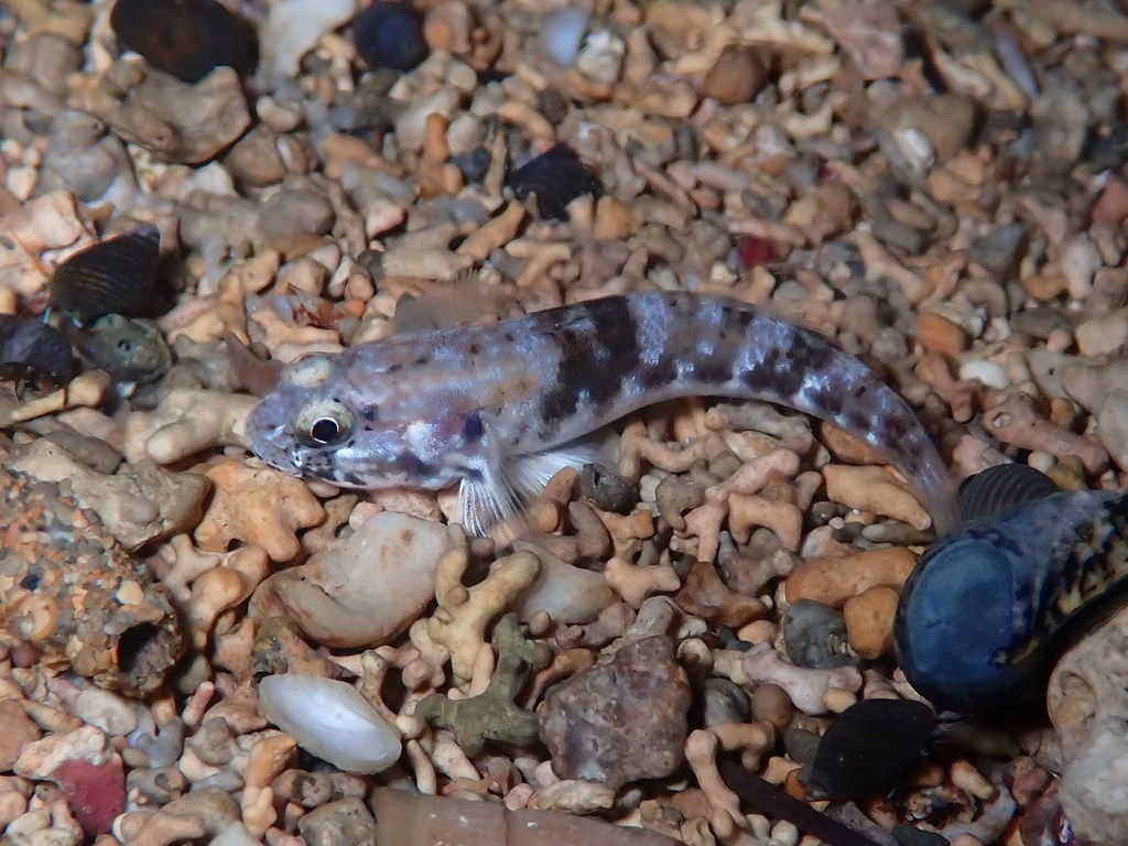 Burton's frillfin goby (Bathygobius burtoni) — Gobiidae
