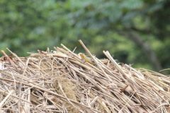 Trachylepis maculilabris