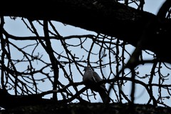 Columba palumbus