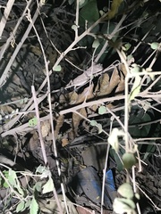 Rieppeleon kerstenii