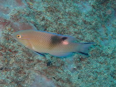 Bodianus speciosus