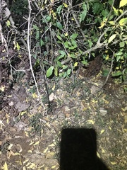 Rieppeleon kerstenii