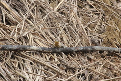 Trachylepis maculilabris