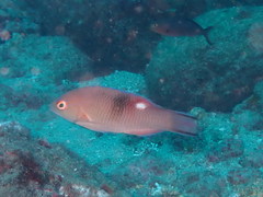 Bodianus speciosus