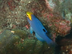 Bodianus speciosus