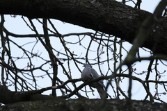Columba palumbus
