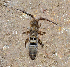 Orchesella bifasciata