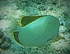 Chaetodon xanthocephalus