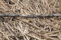 Trachylepis maculilabris