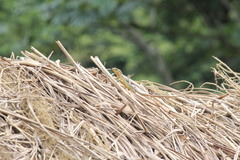 Trachylepis maculilabris