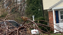 Cardinalis