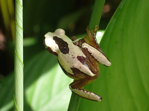Osorio's Spiny Reed Frog