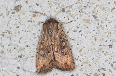 Dasygaster padockina