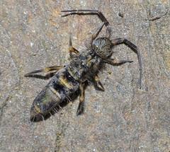 Orchesella bifasciata