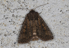 Dasygaster padockina