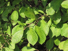 Prunus spinosa dasyphylla