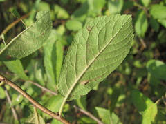 Prunus spinosa dasyphylla