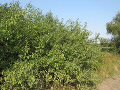 Prunus spinosa dasyphylla