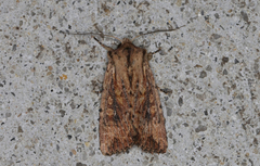 Dasygaster padockina