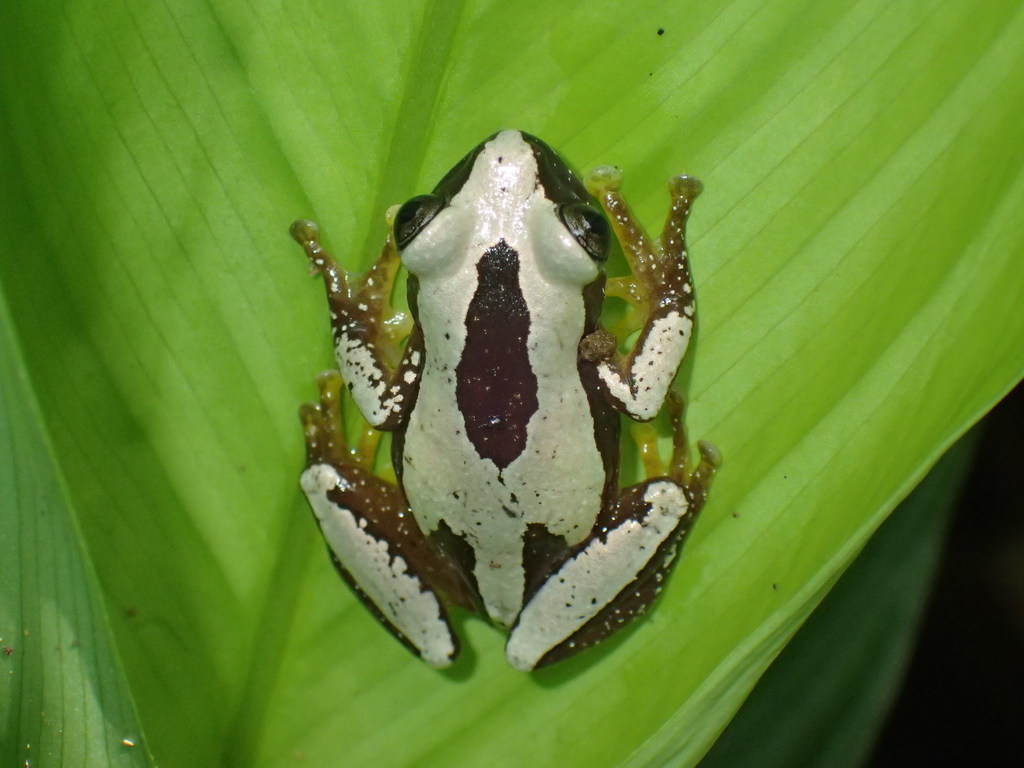 Angola Banana Frog