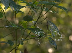 Pavetta hongkongensis