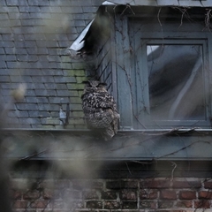 Bubo bubo