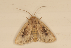 Dasygaster padockina