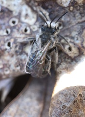 Andrena erigeniae