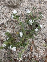 Cryptantha arenophila
