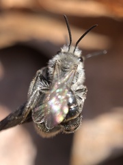Andrena erigeniae