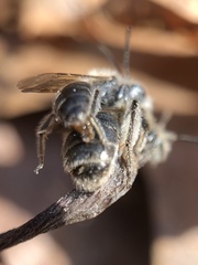 Andrena erigeniae