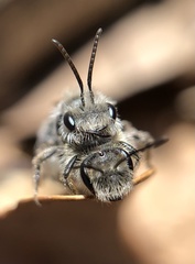 Andrena erigeniae