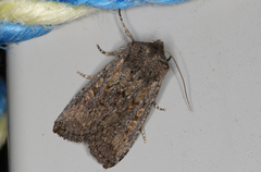 Dasygaster padockina