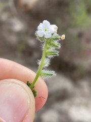 Cryptantha arenophila