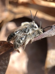 Andrena erigeniae